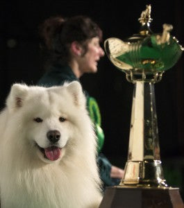 10 Questions - Samoyed "Dan the Man"