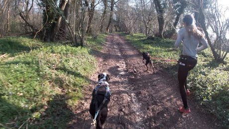 how to keep dogs in a fit condition