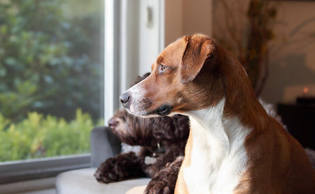 How long can you leave a dog alone?