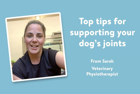 Expert advice: How to support your dog's joints