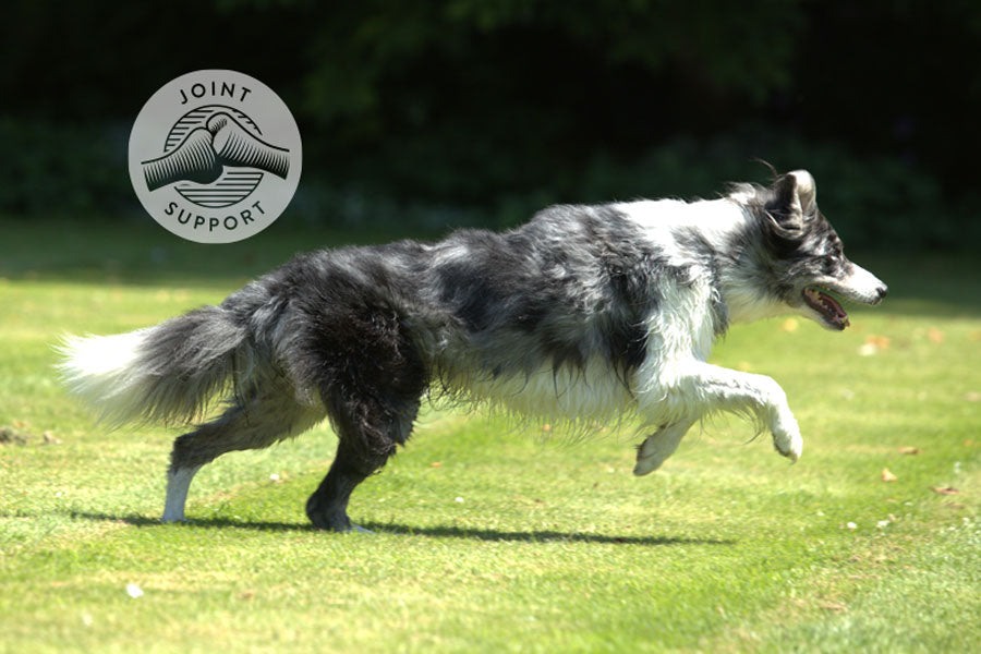 Image showcasing How to naturally support your senior dog's joint health – Dorwest