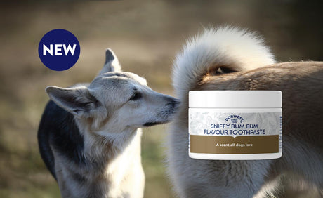 Introducing NEW dog bottom flavoured toothpaste