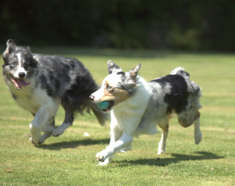 Glucosamine for Dogs: Explained
