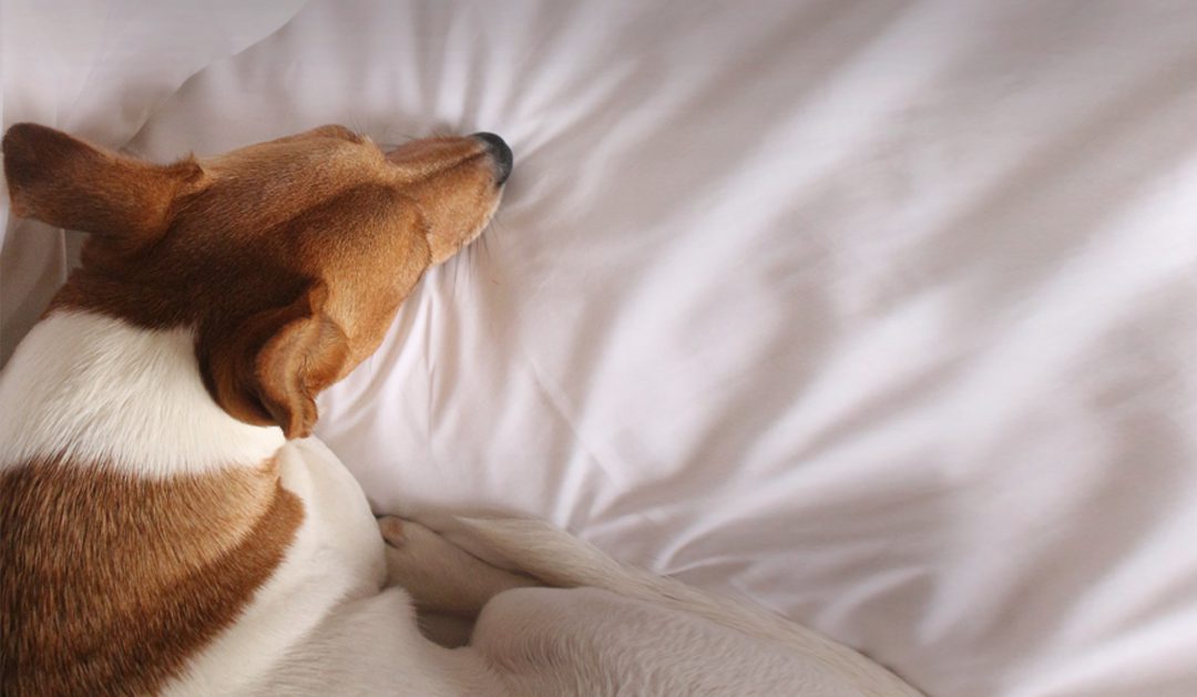 How do I know if my dog is stressed or scared? – Dorwest