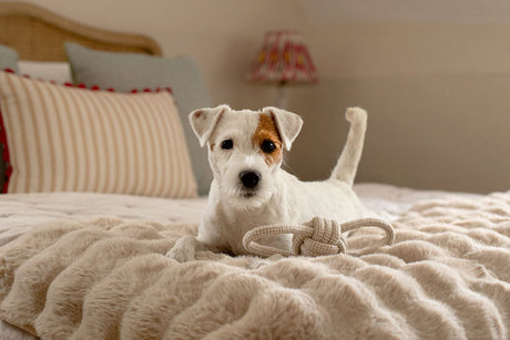 Most common dog breeds prone to anxiety