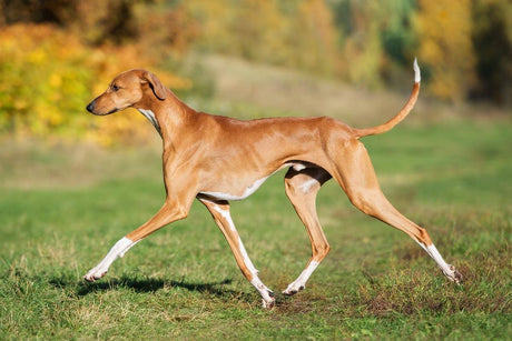 11 unusual dog breeds to spot at Crufts