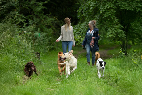 Bank holiday activities for dogs