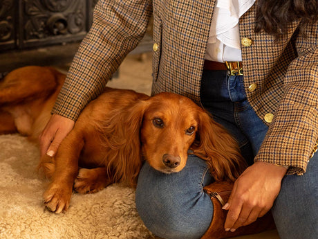 What to do on Bonfire Night to help keep your dog calm