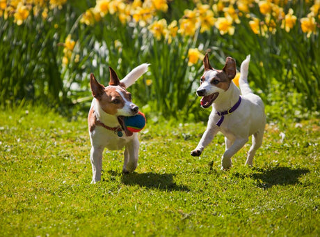 Is your garden safe? 10 common spring flowers poisonous to dogs