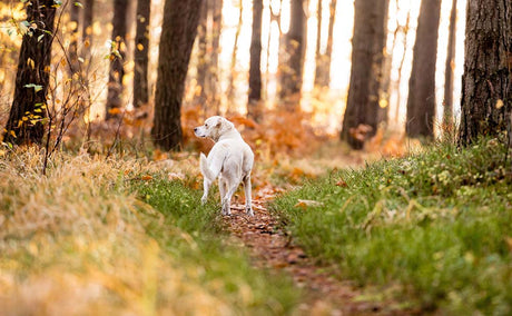 What to do when your dog goes missing on a walk