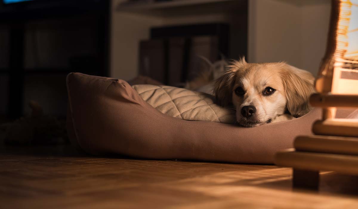 Why is my dog whining at night? Dorwest