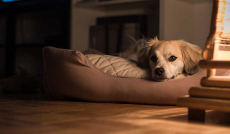 Why is my dog whining at night?