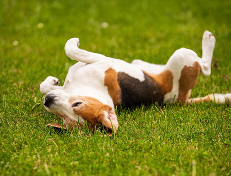 How to spot signs of fleas and ticks on your dog