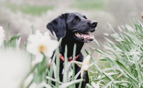 Why should I brush my dog's teeth?