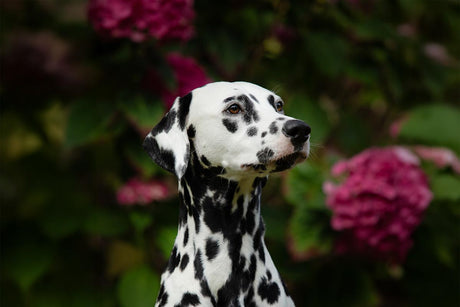 Meet Priya: Our 2026 Spring / Summer catalogue cover star