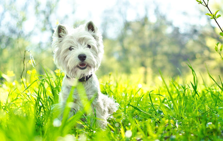 5 ways to help your dog’s dry skin