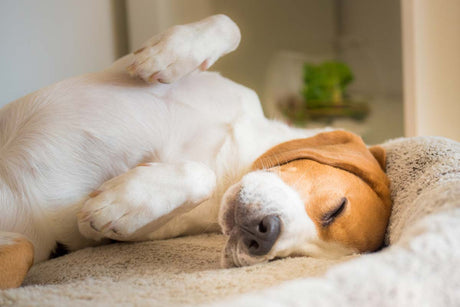 Why is my dog shaking when sleeping?