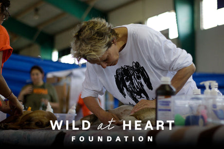 Mama Sugar’s second chance: Supporting the Wild at Heart Foundation