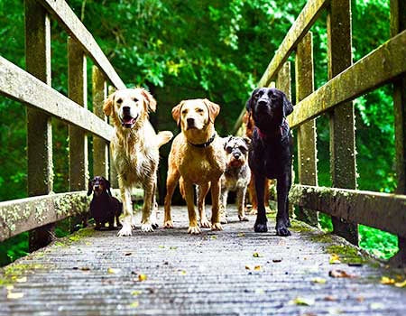 All natural dog supplement online