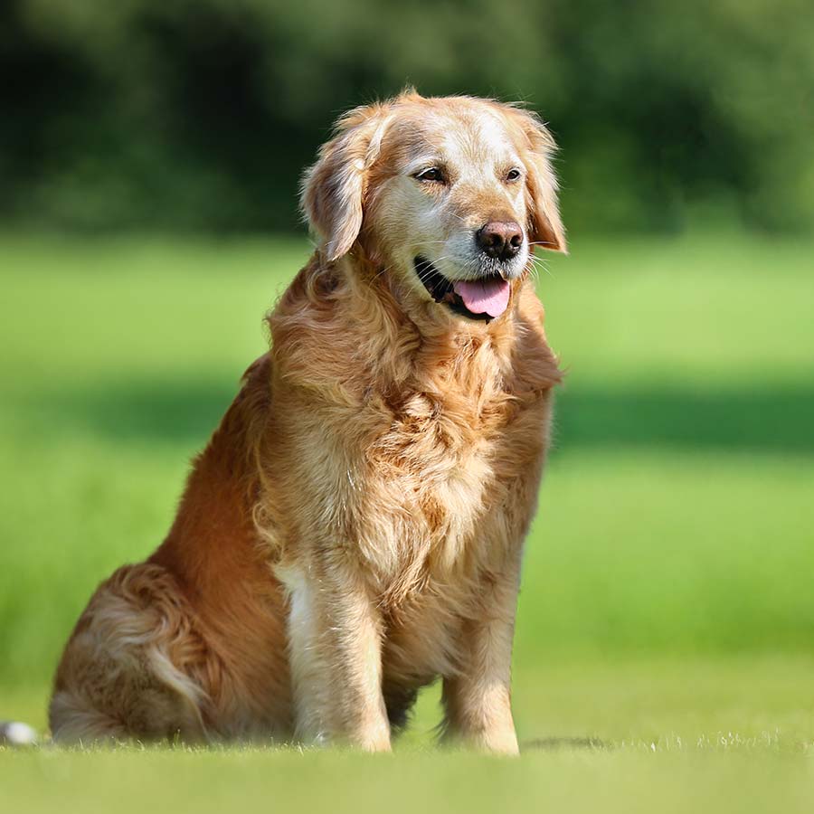 Senior Dog Supplements