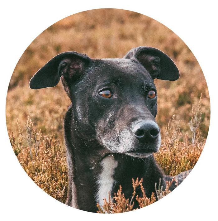 Black dog standing in heather