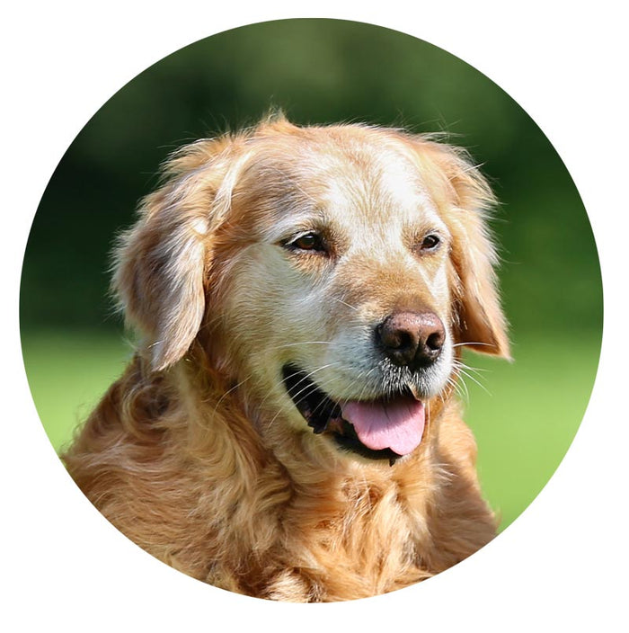 Close-up of a golden retriever with a blurred green background