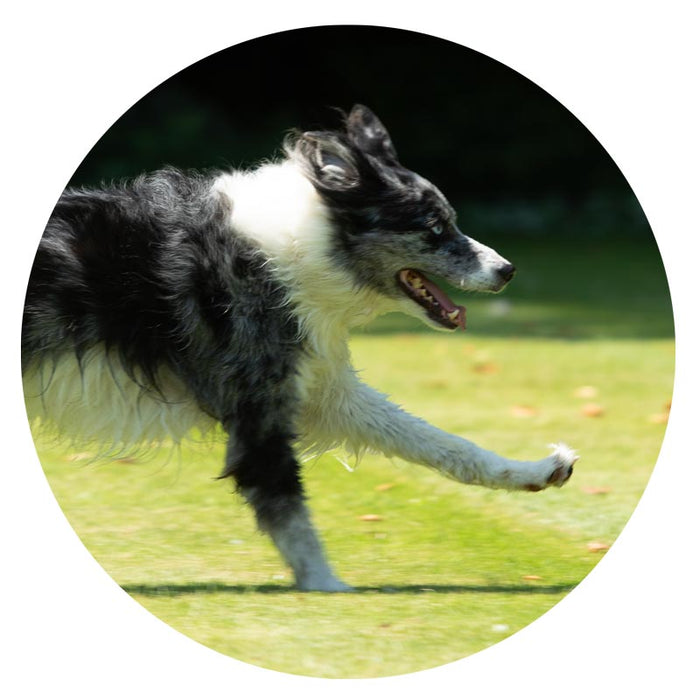 Dog running on grass with a blurred background