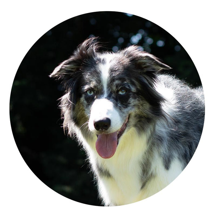 Dog with a black and white coat looking directly at the camera against a dark background