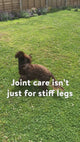 MoveWellia® Tablets For Dogs And Cats
