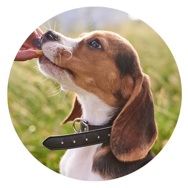 beagle dog receiving a training treat