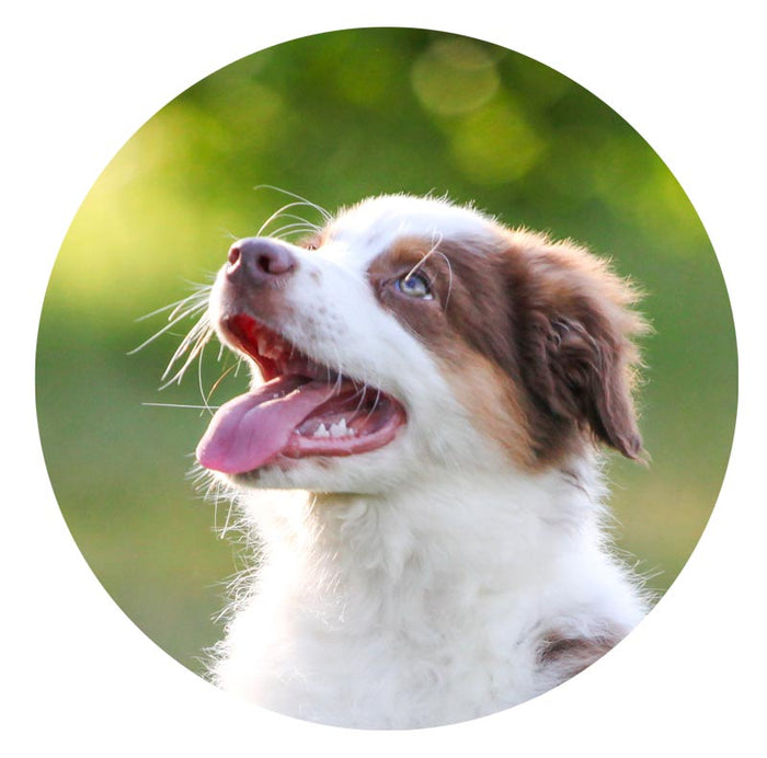 happy puppy in garden