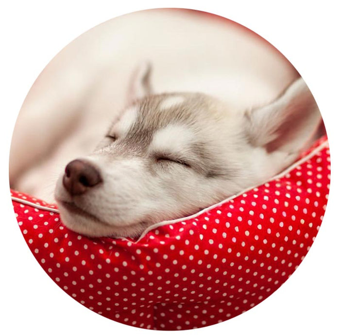 sleeping puppy in dog bed