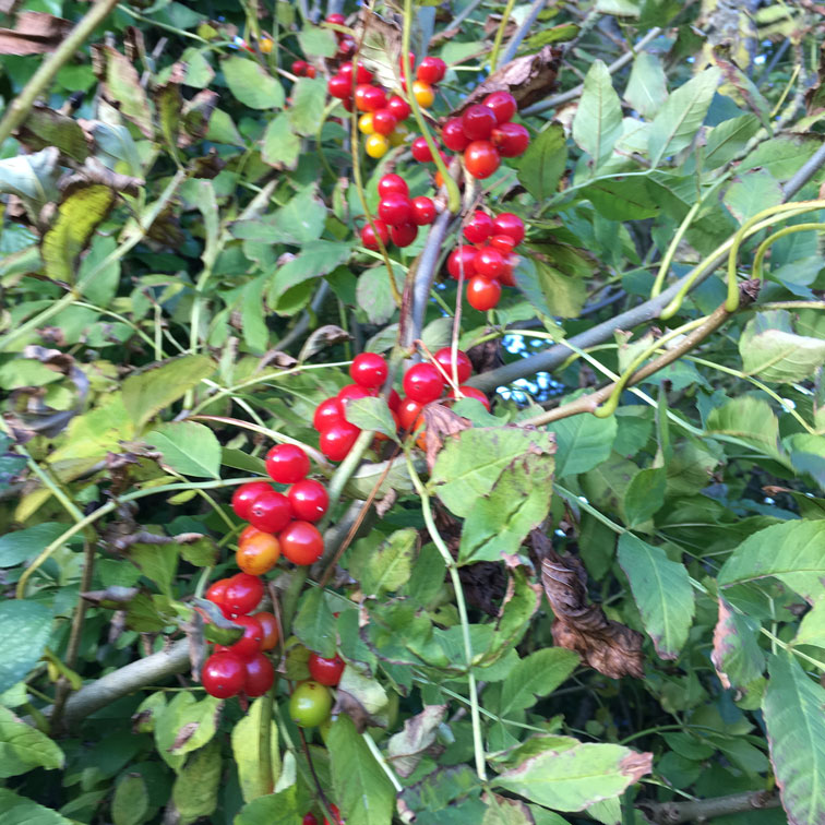 Hedgerow Berries Are Safe For My Dog 