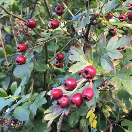 indian hawthorn berries poisonous to dogs