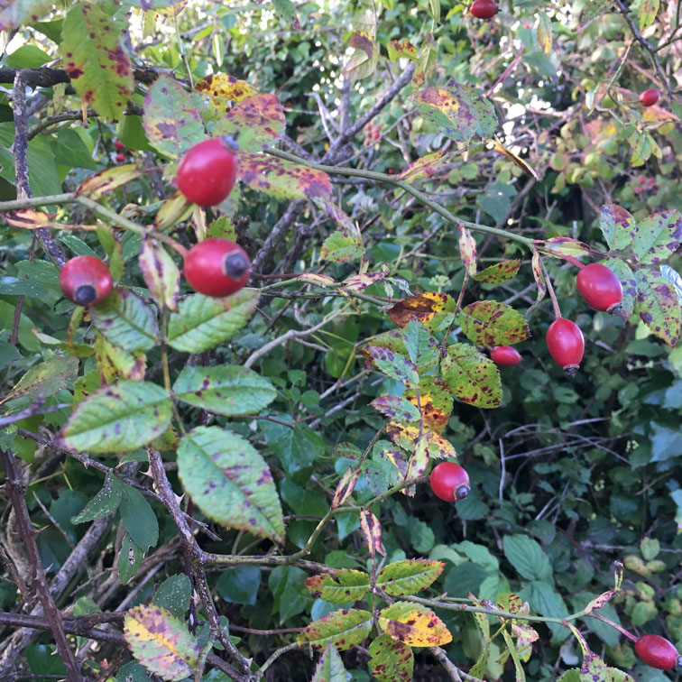 Which Hedgerow Berries Are Safe For My Dog To Eat
