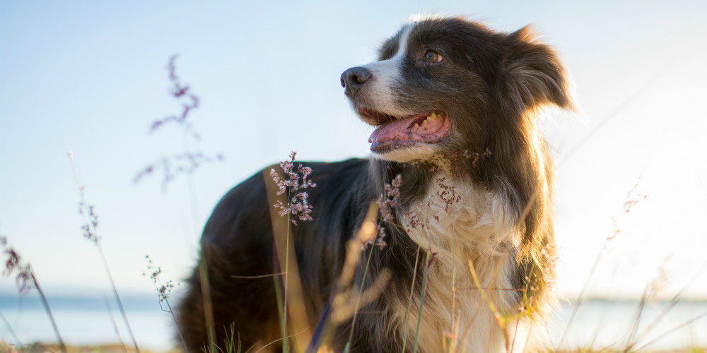 6 reasons why your dog may smell and how you can help