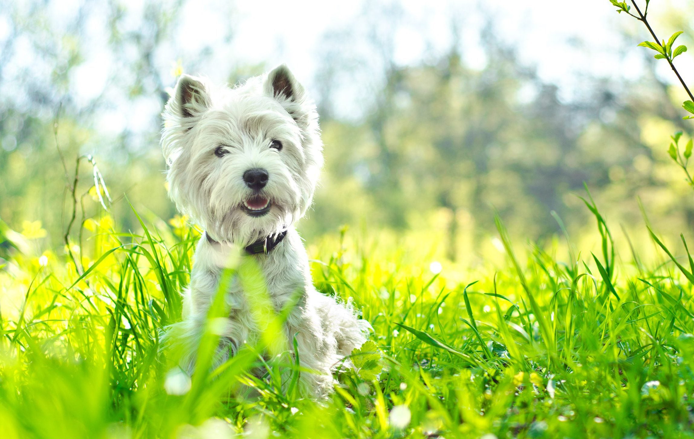 5 Ways To Help Your Dogs Dry Skin