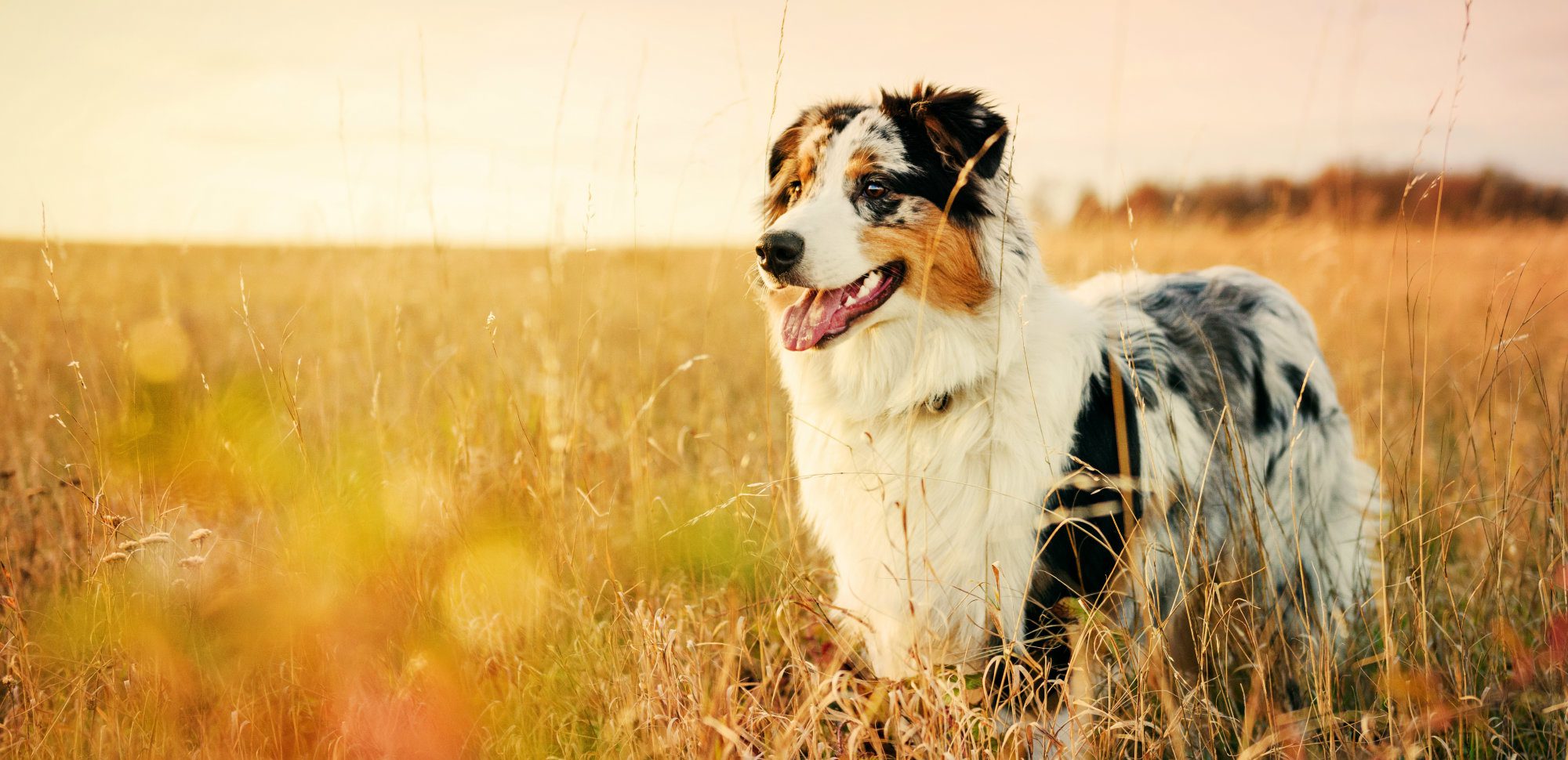 are turmeric capsules safe for dogs