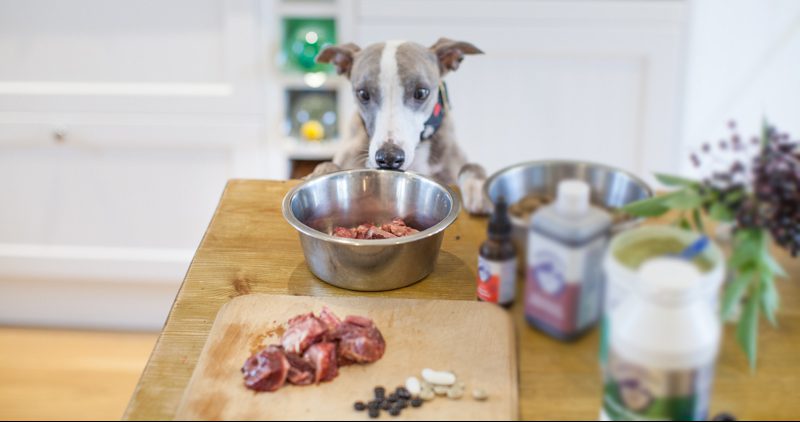 All natural sales dog supplements
