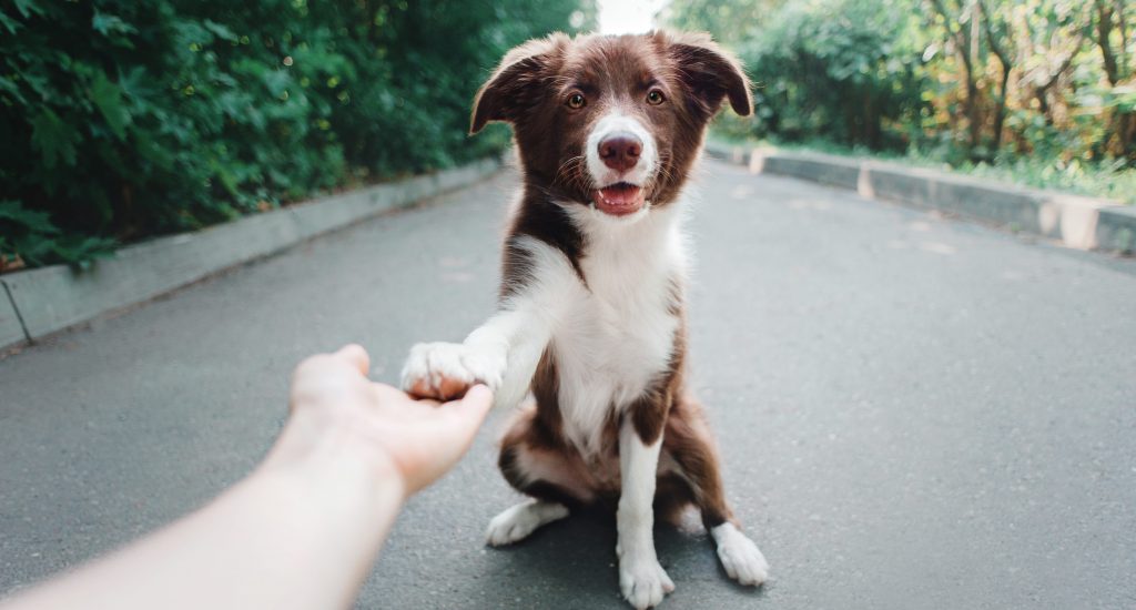7 Easy Tricks to Teach Your Dog Train Your Dog Month