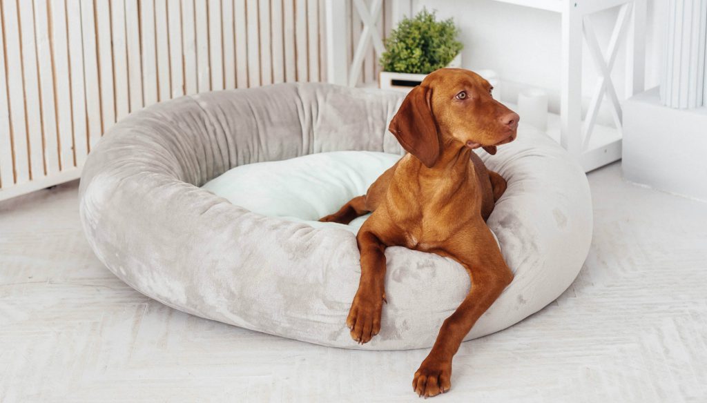 dog bedding tips