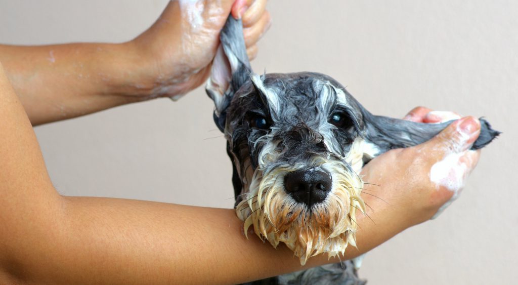 herbal dog shampoo to help soothe skin condition