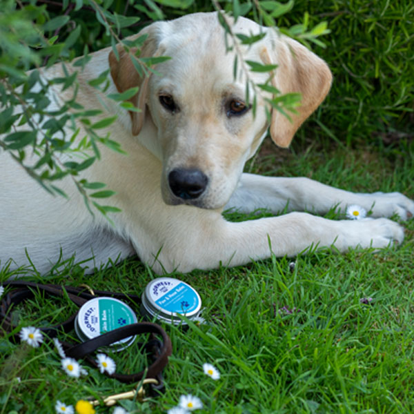 Natural Skin Balms For Dogs