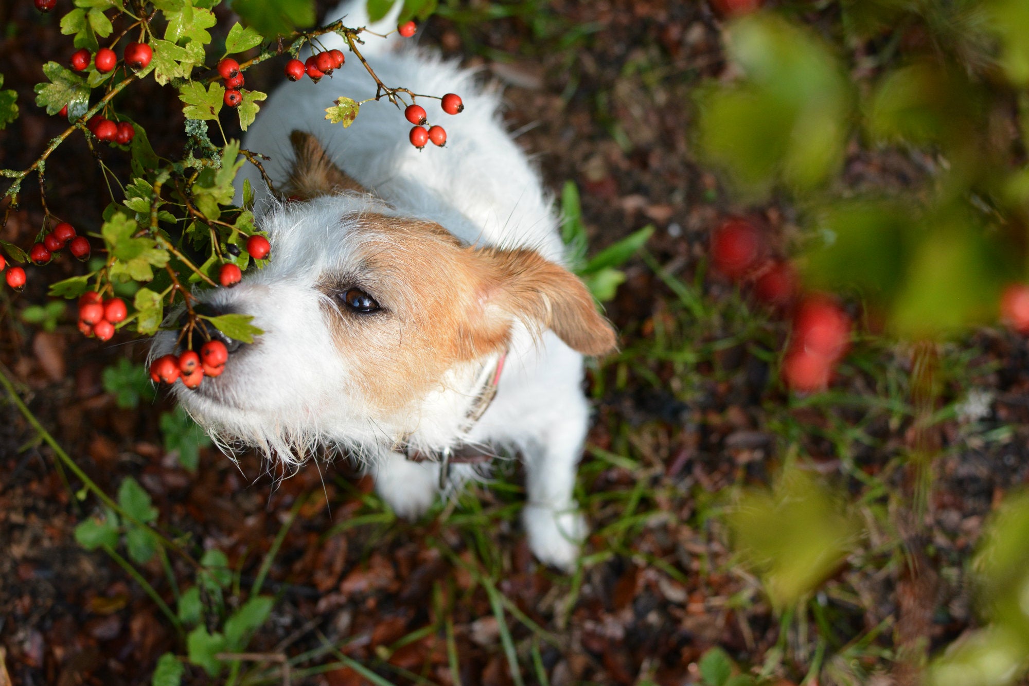 Do Dogs Know Not To Eat Poisonous Plants - House Design Ideas