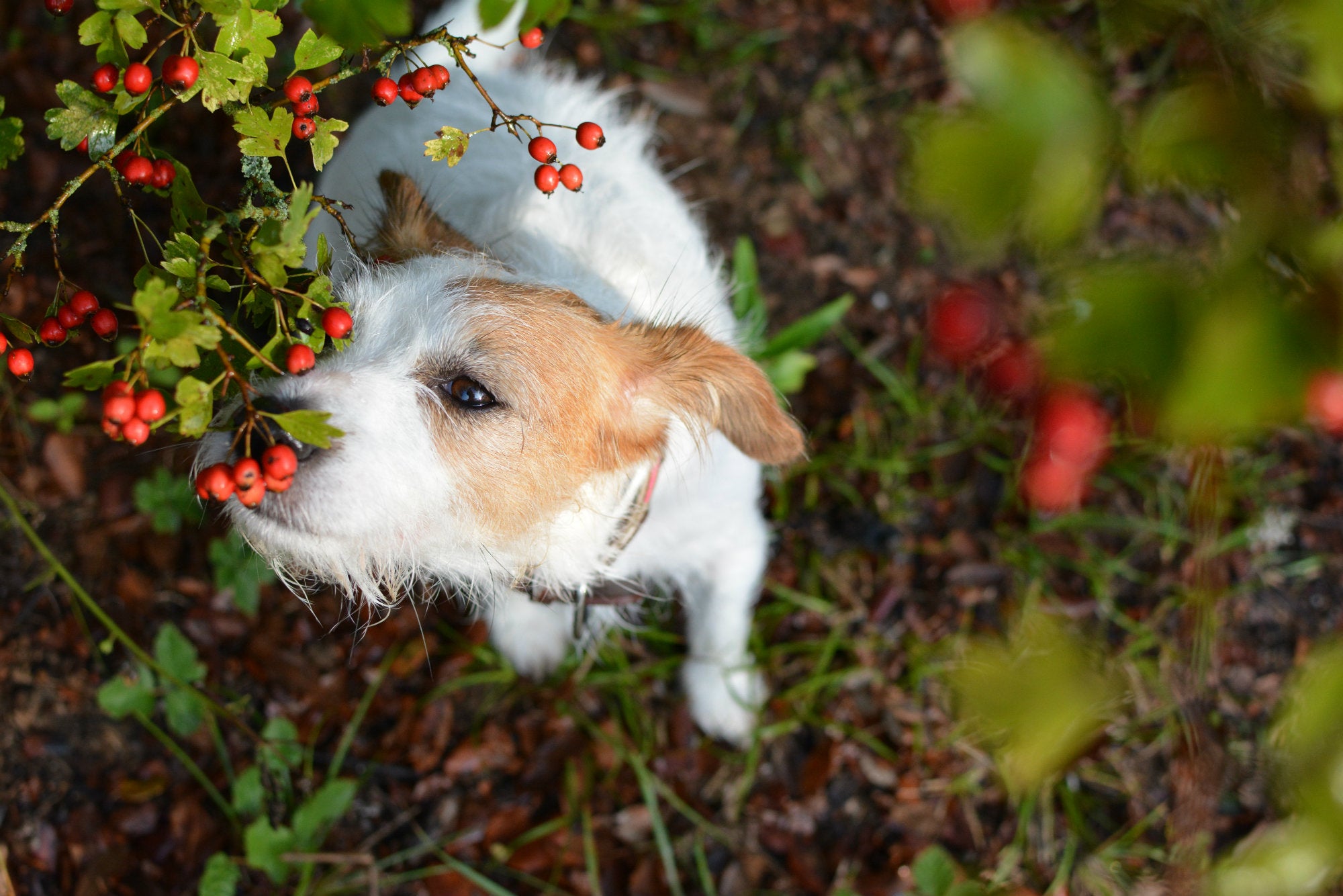 dog eating leaves and vomiting