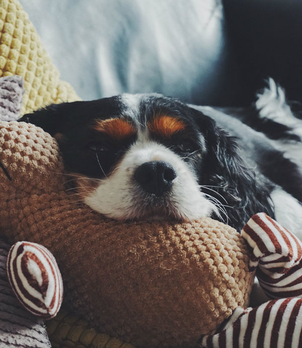 Naturally relax your dog this fireworks season with our natural anxiety remedies for dogs and cats