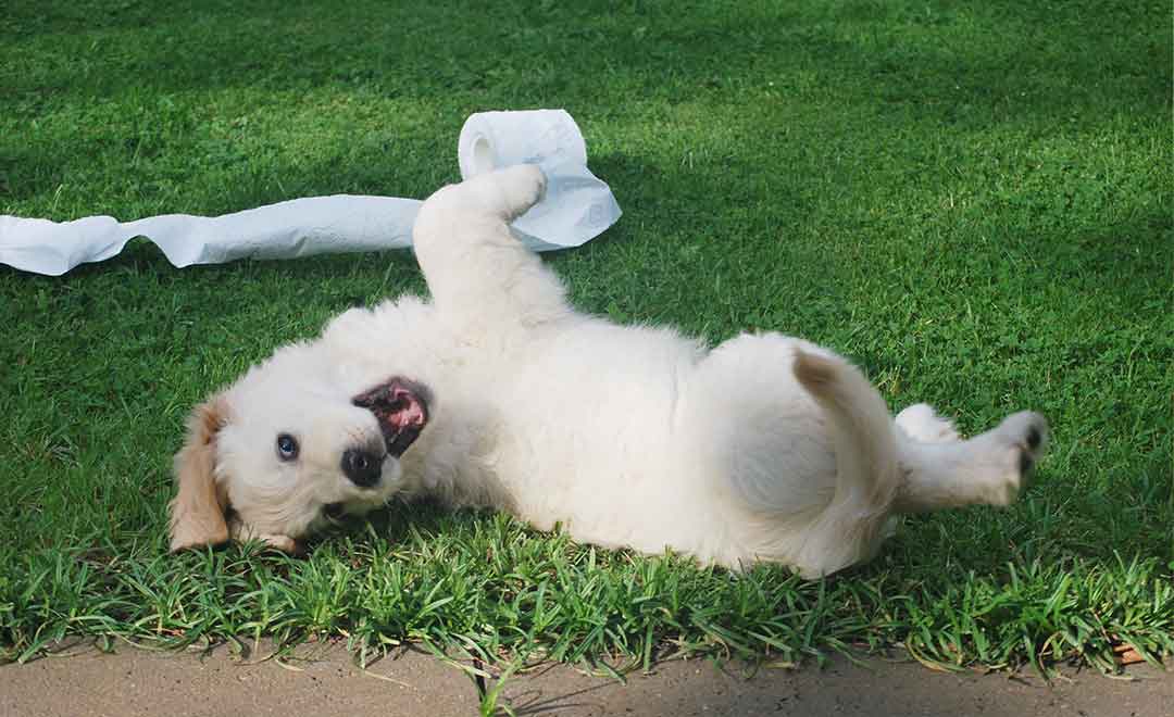 Puppy shop toilet training