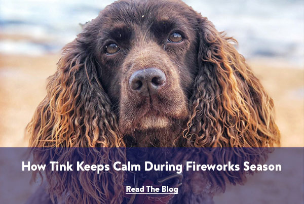 How Tink keeps calm during fireworks season.. - Read the blog